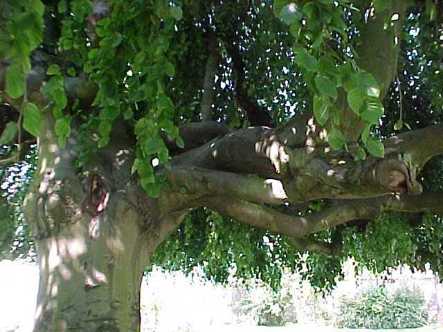 MVC-762S.JPG, 55469 bytes, 7/27/01
